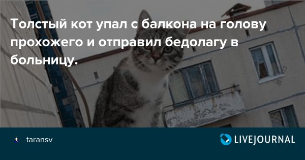 Толстый кот упал