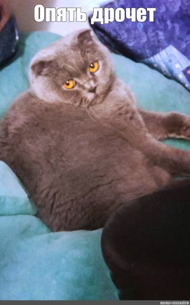 Шотландская вислоухая Мем