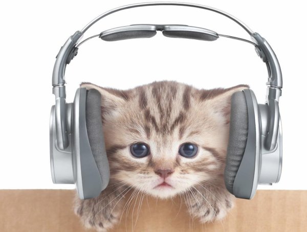 Милый котик в наушниках