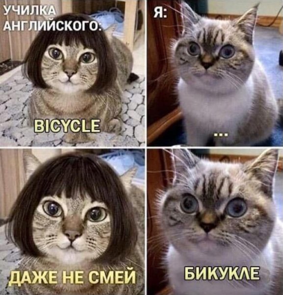 Мемы с кошками