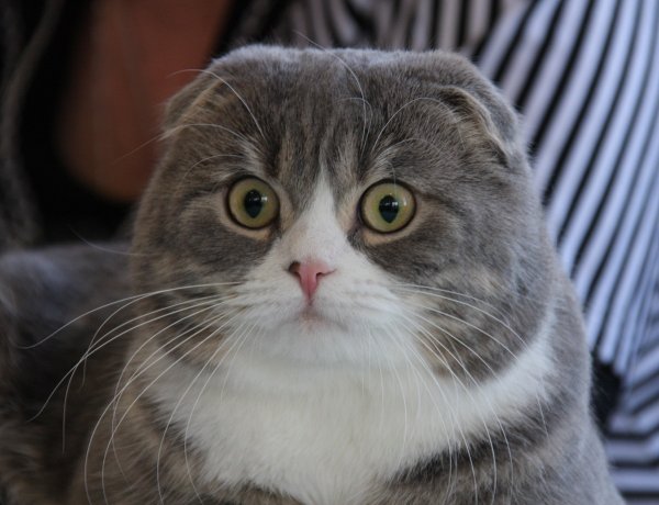 Кот Мурзик толстый