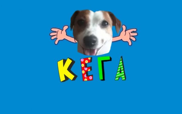 Собака кега