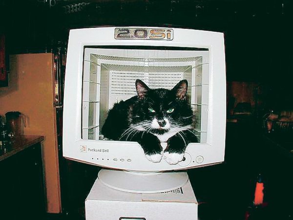 Смешной монитор