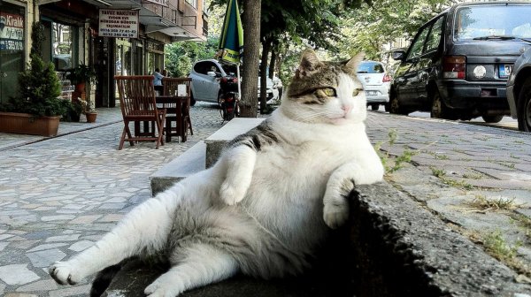 Котик Томбили