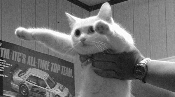 Длинный кот Мем