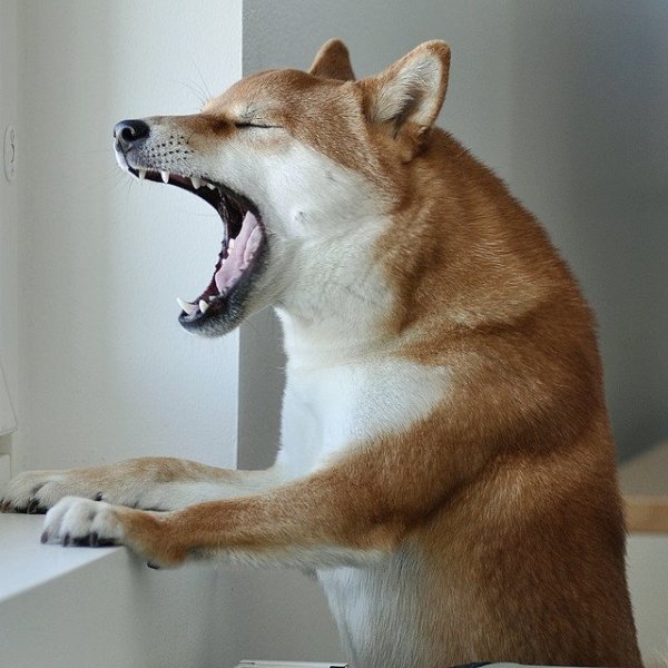 Сиба ину злой