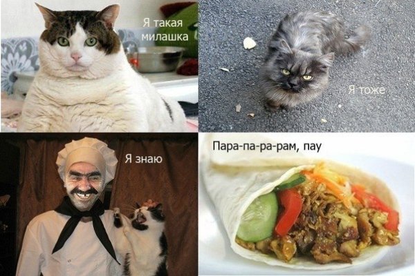 Кошка в шаурме