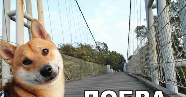 Мемы с собаками