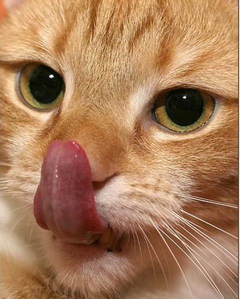 Котик показывает язык