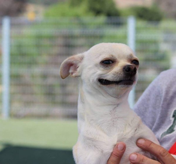 Собака улыбается