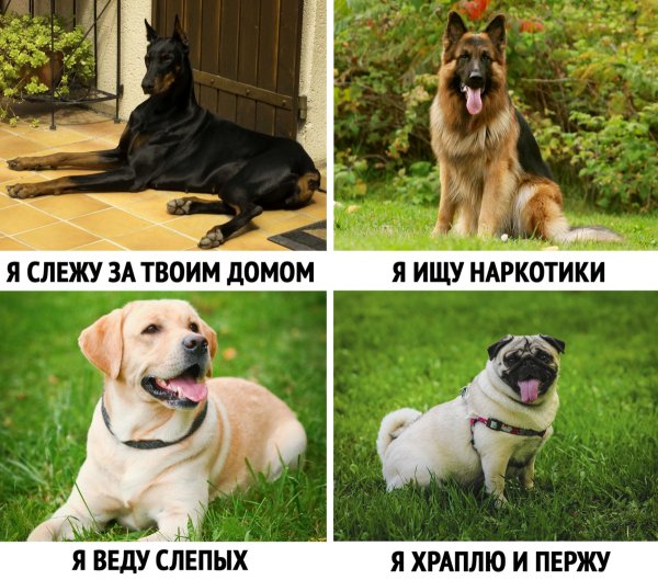 Шутки про собак в картинках