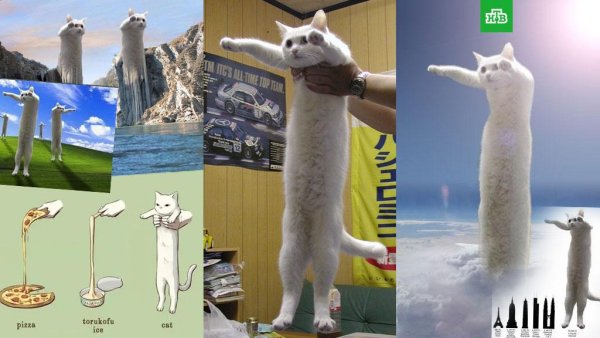 Длинный кот