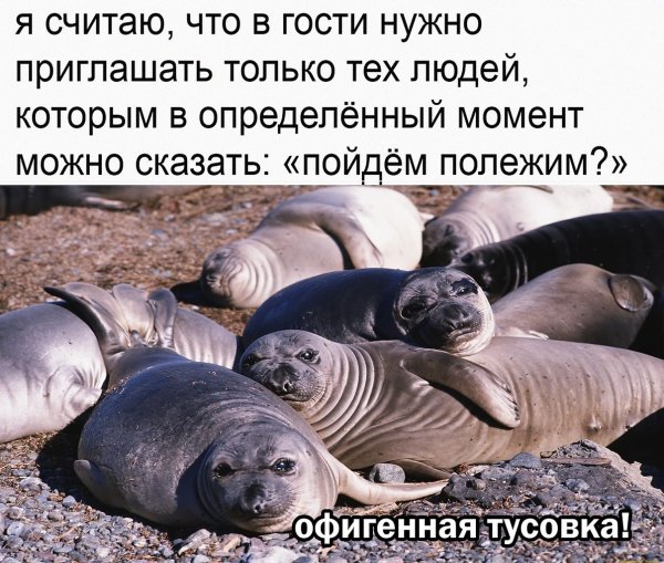 Мемы с морскими котиками