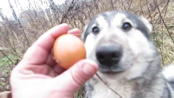 Собака яйцо Мем