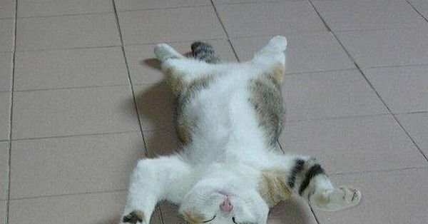 Кот распластался