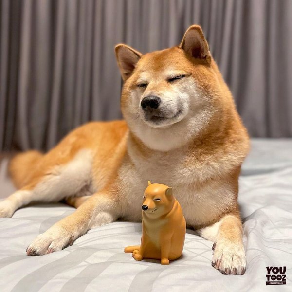 Сиба ину доги