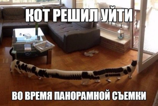 Длинные коты мемы