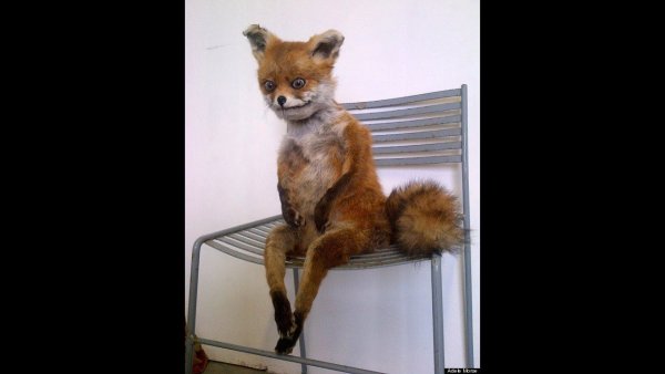 Лиса сидит на стуле
