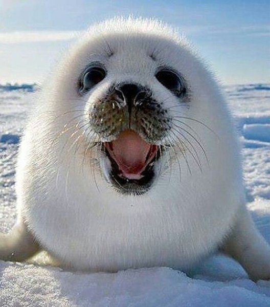 Морской котик смешной