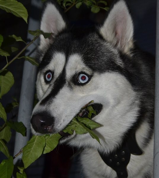 Сибирский хаски