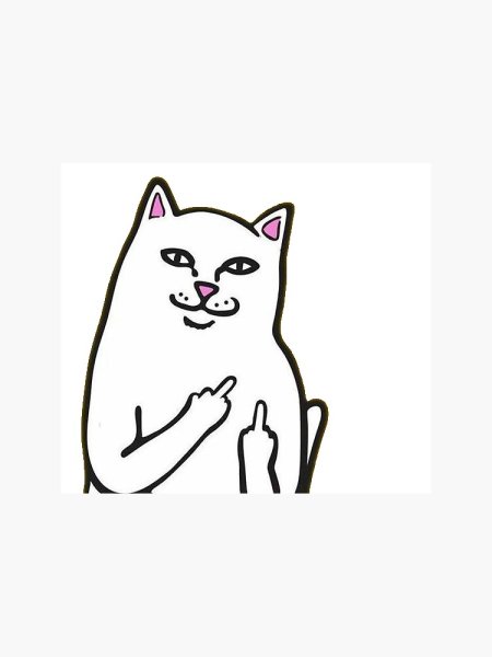 Котик показывает средний палец