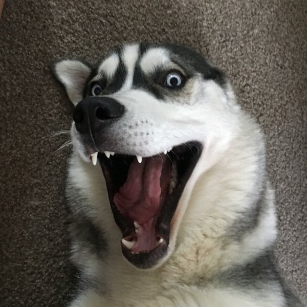Хаски смешные