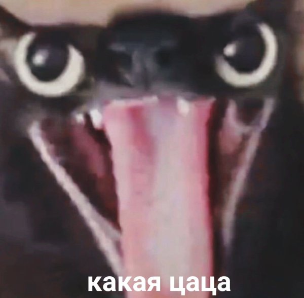 Кот Мем