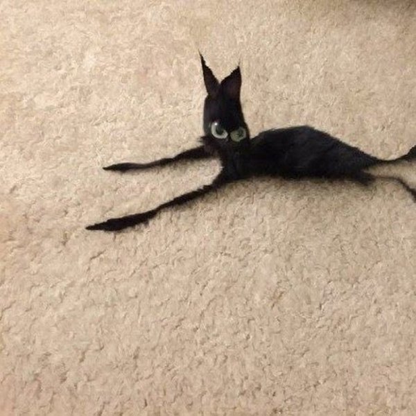 Худая кошка