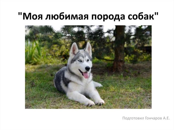 Любимая порода собак Разумовского