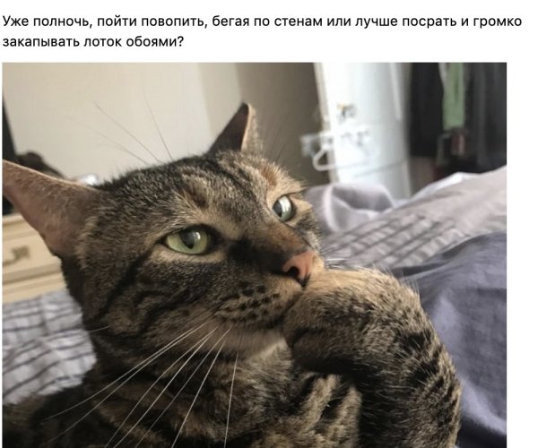 Кот задумался