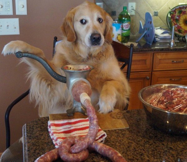 Собака сосиска