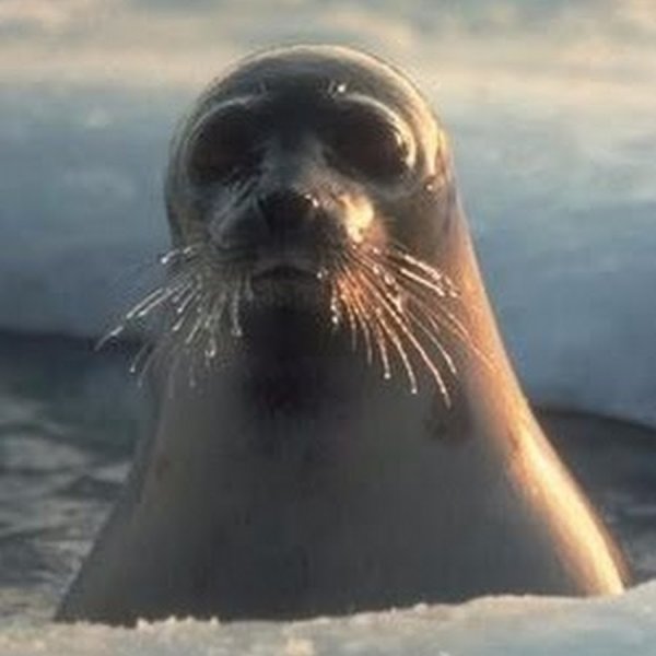 Морской котик смешной