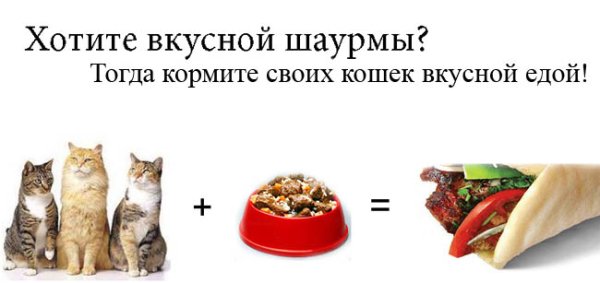 Шаурма из кошки