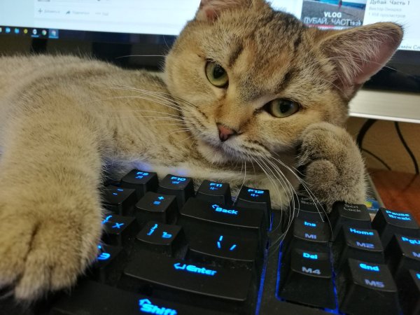 Кот программист