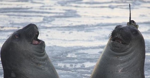 Мемы с морскими котиками