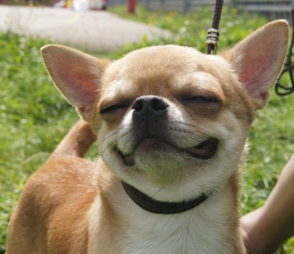 Чихуахуа рыжий гладкошерстный