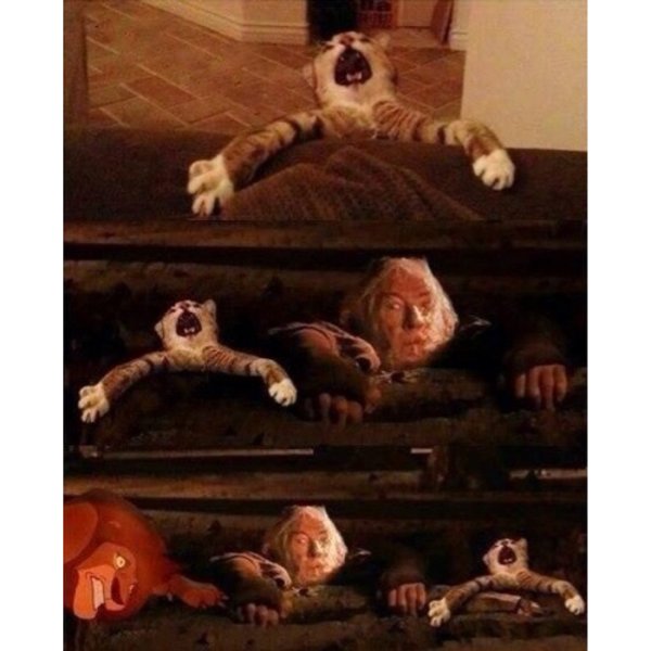 Бегите глупцы Мем кот