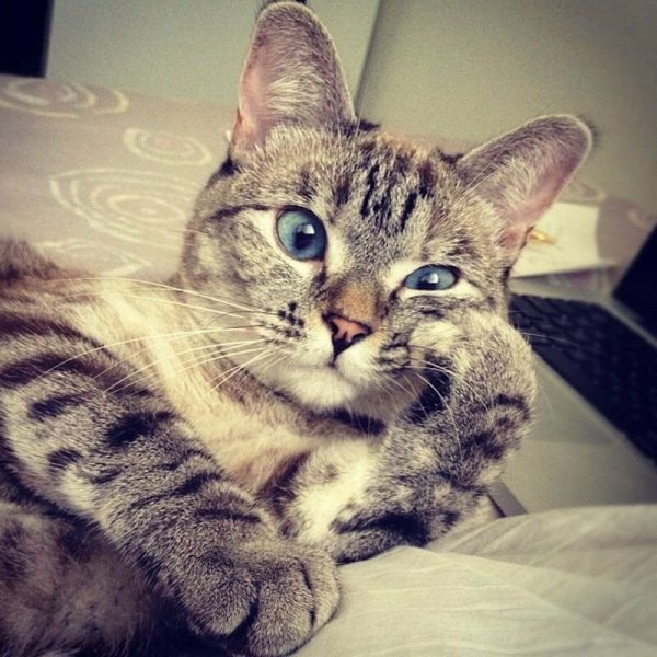 Кот задумался