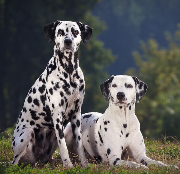 Собака долматин