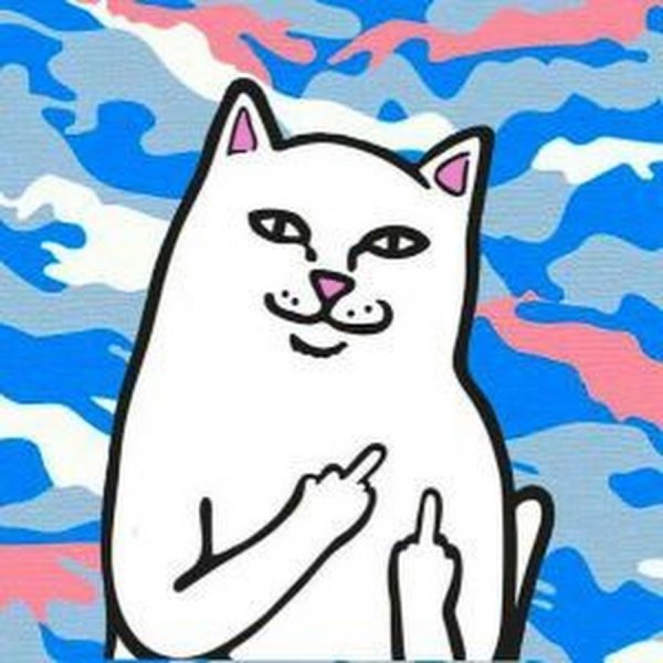 Котик показывает средний палец