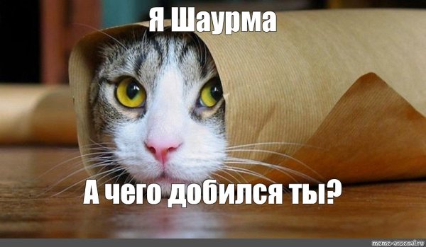 Кот я шаурма