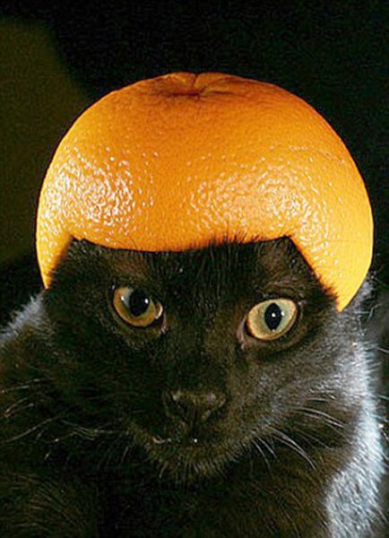 Кошка с апельсинами