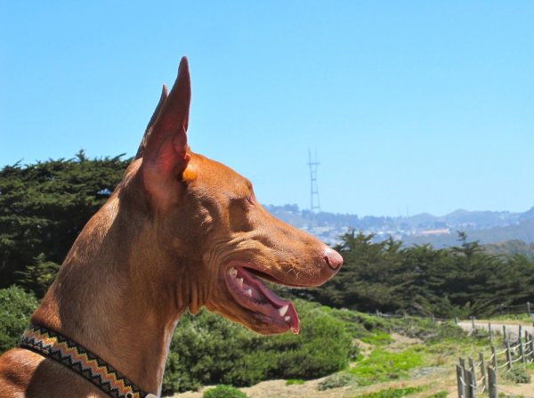 Чирнеко дель Этна собака