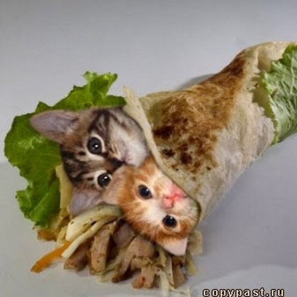 Котенок в шаурме