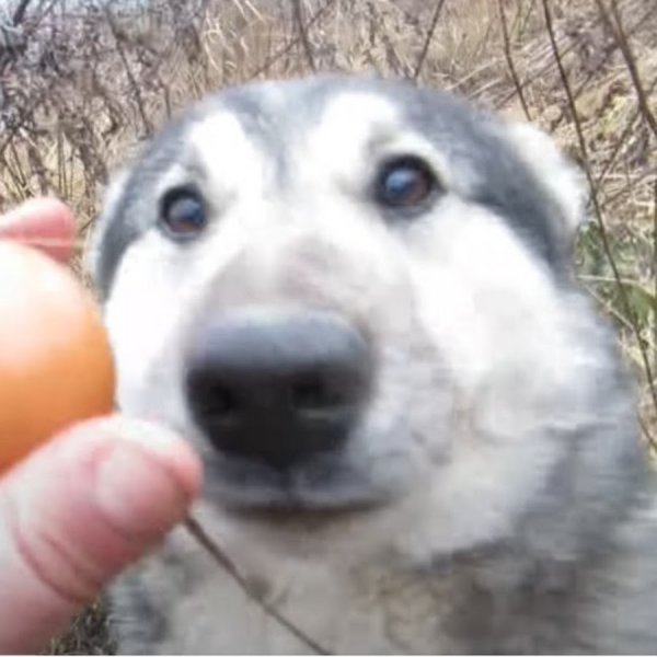 Собака из мема про кегу