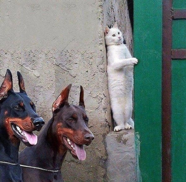 Доберман и кошка