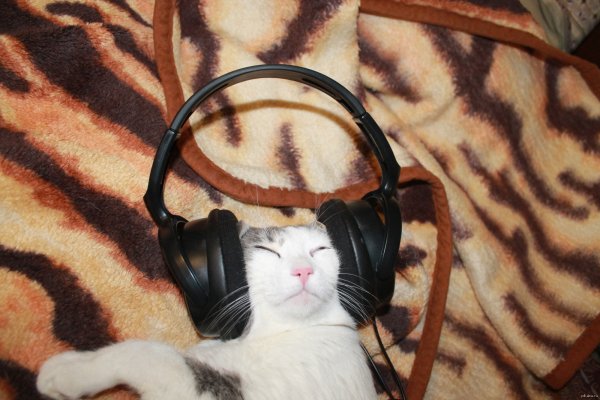 Кошка с наушниками