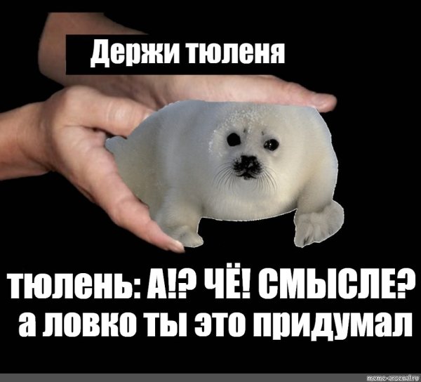 Мемы с тюленями