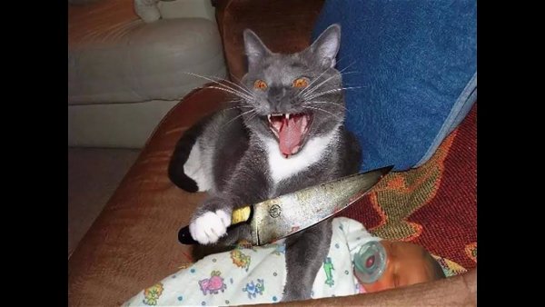 Котик с ножиком