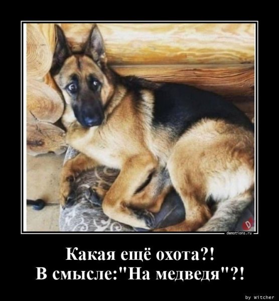 Шутки про немецких овчарок